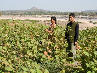 growing organic cotton