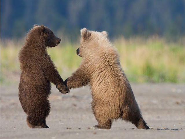 Grizzly Bear Cubs