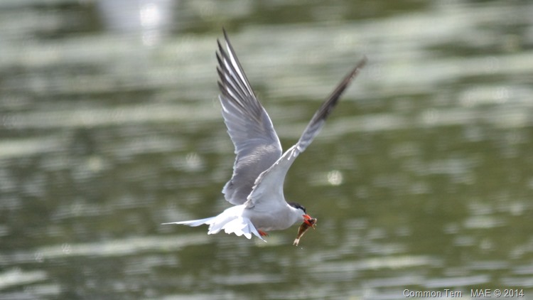2014-08-07 Rye Meads 010