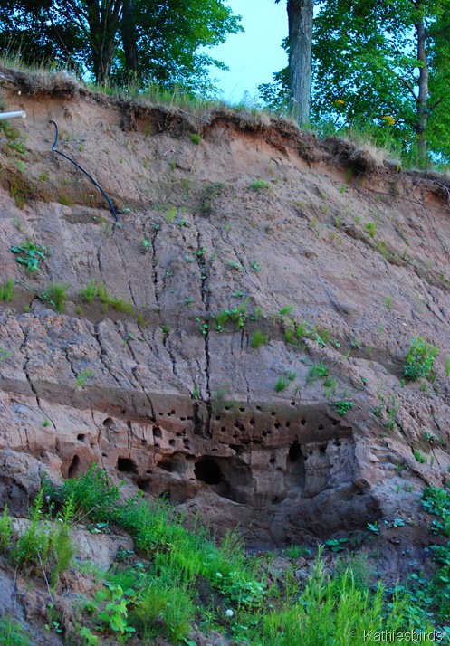 1. bank swallow nests-kab