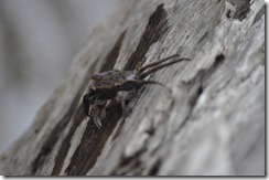 Driftwood crab