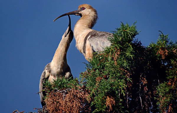 Buff Necked Ibis. Foto: Horacio Iannella 