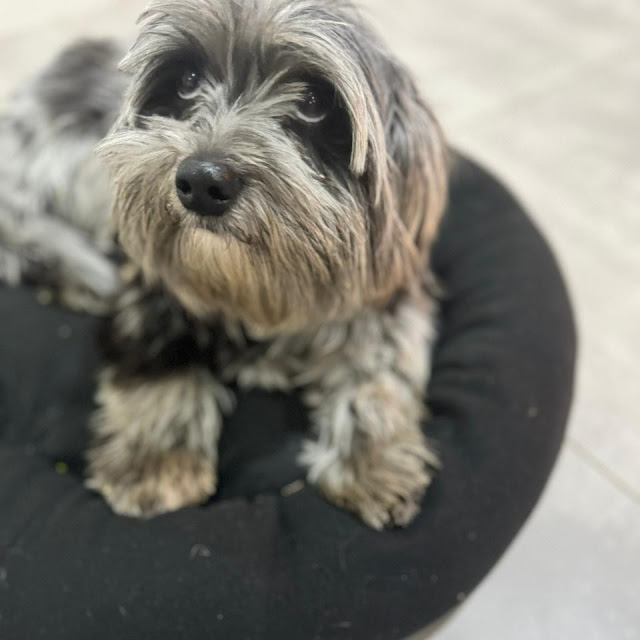 Yorkie Puppy Male