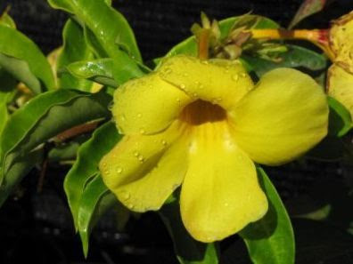 Allamanda Cathartica Pictures