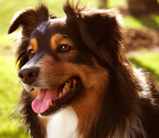 Australian Shepherd Dog Pictures