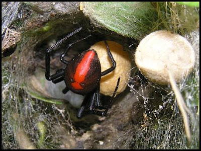 red back spider bites pictures. red back spider bites