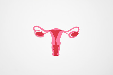 A Step-by-Step Guide to Understanding the Human Reproductive System