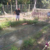 Babinsa Koramil 03 Sioban lakukan pendapingan kepada masyrakat dalam rangka perawatan budidaya Nila 900 ekor di Desa Sioban Kab Kep Mentawai