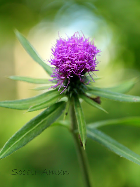 Cirsium oligophyllum