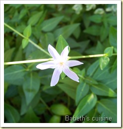 fleurs 2