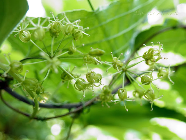 Smilax riparia