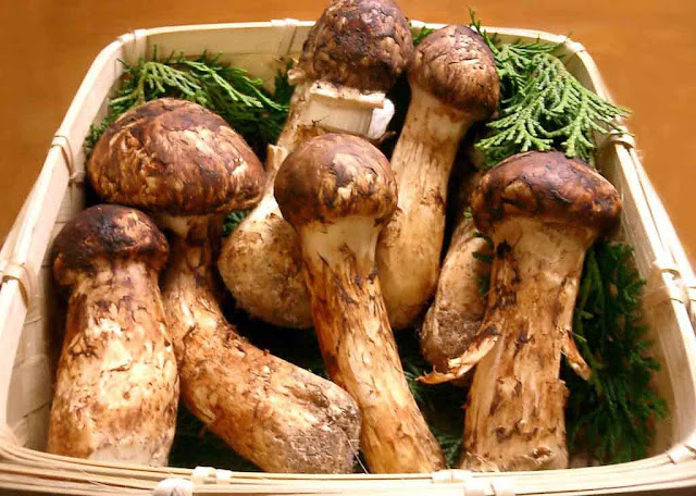 Maitake Mushrooms, Matsutake mushrooms, Most Expensive Foods, Expensive Foods