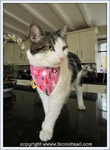 The BBHQ Midweek News Round-Up ©BionicBasil® Melvyn Modelling The Catmas Trees on Pink Bandana