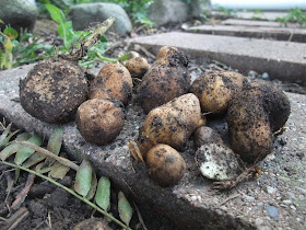 dug up potatoes, garden