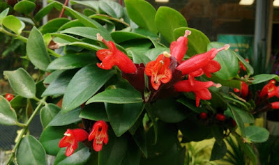 Como cuidar a Columéia batom - Aeschynanthus radicans