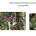 Deer-resistant plants 