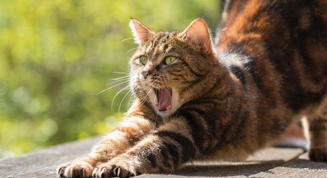 Conoce la espiritualidad de los gatos