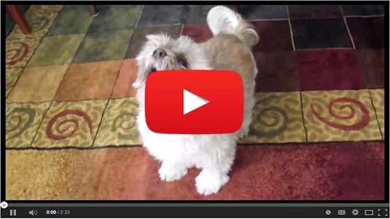 video de perro gracioso