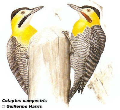 Carpintero campestre Colaptes campestris