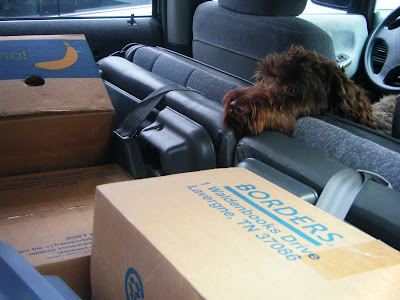 Alfie's in the van, standing between the driver's and passenger's seats and facing back over a sea of boxes that have been loaded up for moving