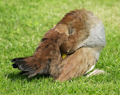 Tasmanian Native-hen (Tribonyx mortierii)