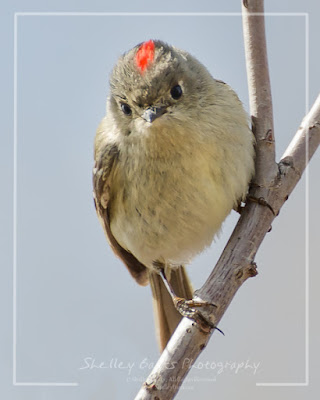 Ruby-crowned Kinglet. Copyright © Shelley Banks, all rights reserved.