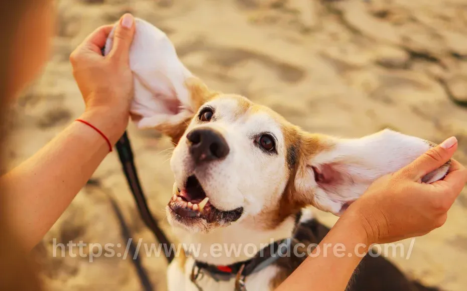 How Dogs Enrich Our Lives in 10 Key Ways: Benefits Of Having A Dog