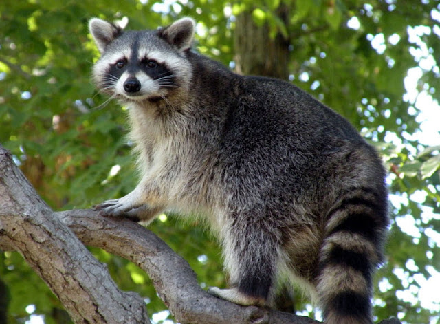 Picture Of Raccoon 4