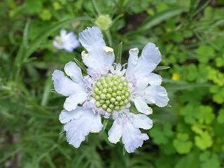 Scabieuse du Caucase hybride - Scabiosa caucasica 'Isaac House Hybrids'