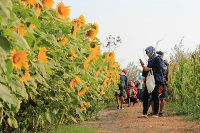 Pesona Hamparan Bunga Matahari di Bantul www.guntara.com