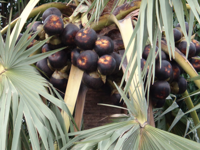 Toddy Palm Fruit