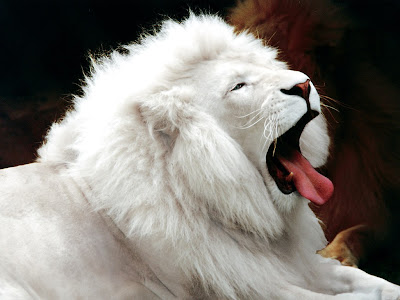 White Lion Desktop Wallpaper