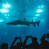 शार्क क्यों करती हैं इंसानों पर हमला ?  एक शार्क अटैक से कैसे बचे ॥  How to Survive a Shark Attack  ॥  Why Shark attack Human being ?