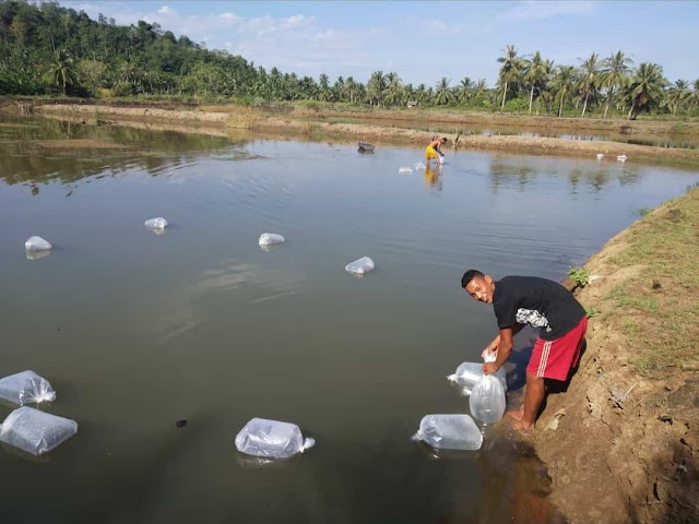 Pembesaran Ikan Nila