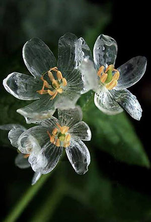 雨が降ると透明になる？？日本にも咲く美しい花、サンカヨウ【n】