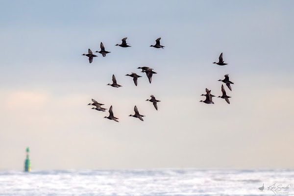 Common scoter