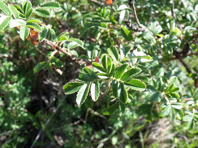 Tabaquillo Polylepis australis