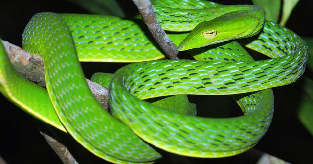 10 Contoh Hewan  Reptil Melata Beserta Gambar Dan 