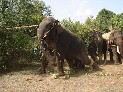 Forest in Durgapur 