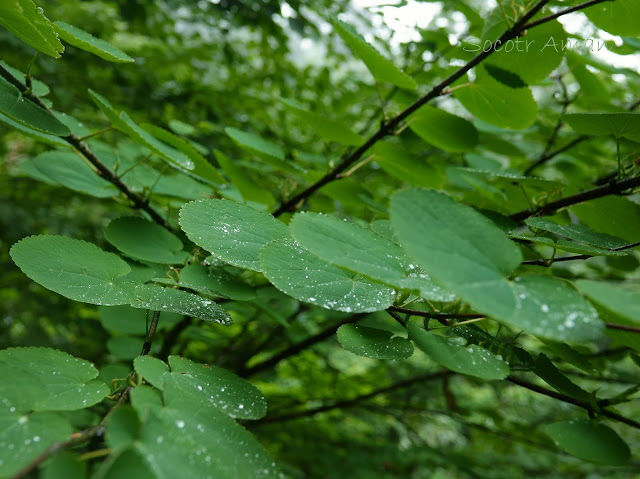 Cercidiphyllum japonicum