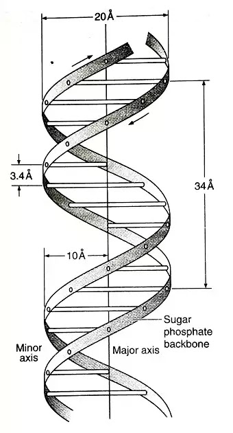 Nucleic Acids : Definition, types, structure of DNA and its type