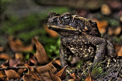 Stunning HDR Photo of  Animal Seen On www.coolpicturegallery.net