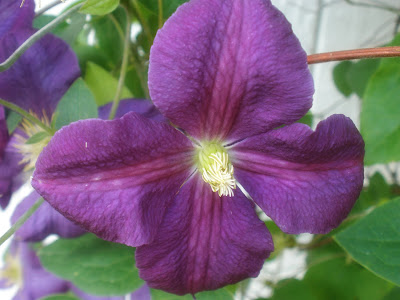 A single clematis flower