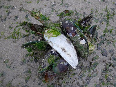 Green Mussels (Perna viridis)