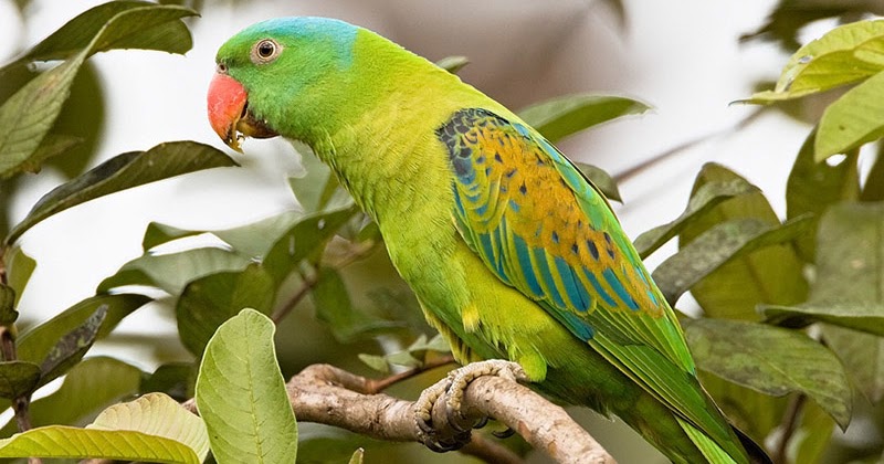 Romy Ocon's Wild Birds of the Philippines: Blue-naped Parrot