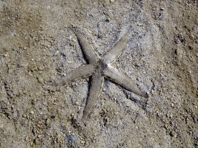 Sand-sifting Sea Star (Archaster typicus)