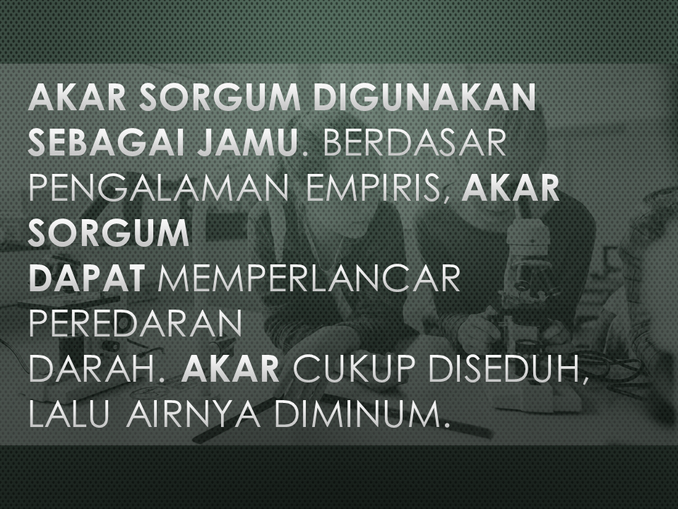 Akar sorgum dapat digunakan sebagai jamu yang bermanfaat untuk