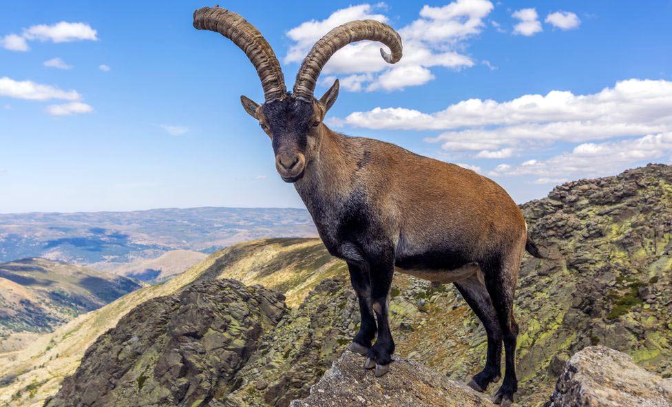 Mountain-goat