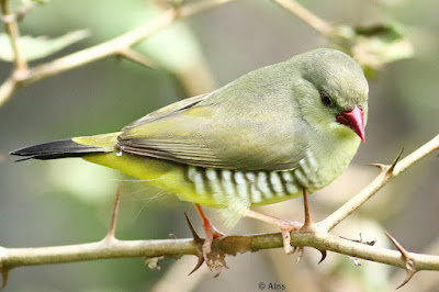 Green Avadavat