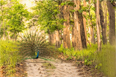 dancing-peacock-in-the-jungle-imgs